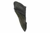 Partial, Fossil Megalodon Tooth - Serrated Blade #240139-1